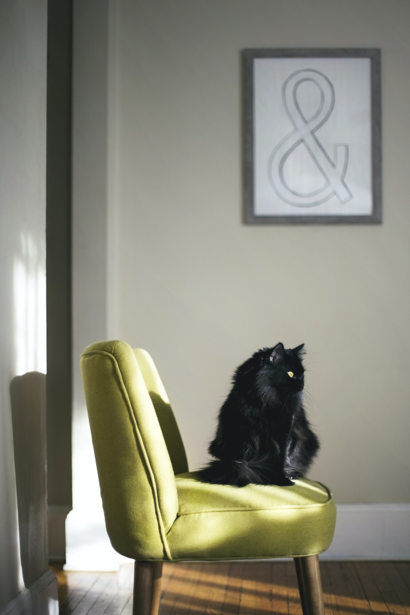 Pros and Cons of Allowing Pets in Your Boca Raton, FL Rental Property